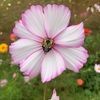 floris751